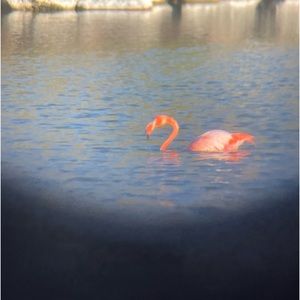 Meet your Posher, Bo